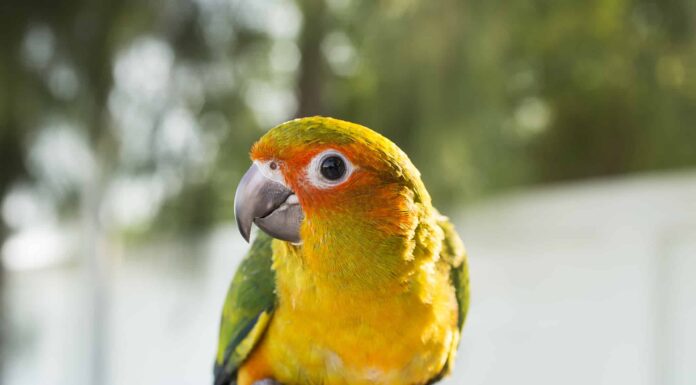 Come domare i pappagalli
