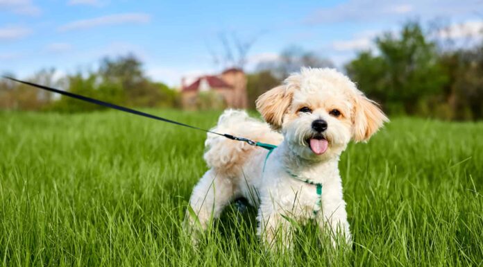 I Maltipoos sono ipoallergenici?
