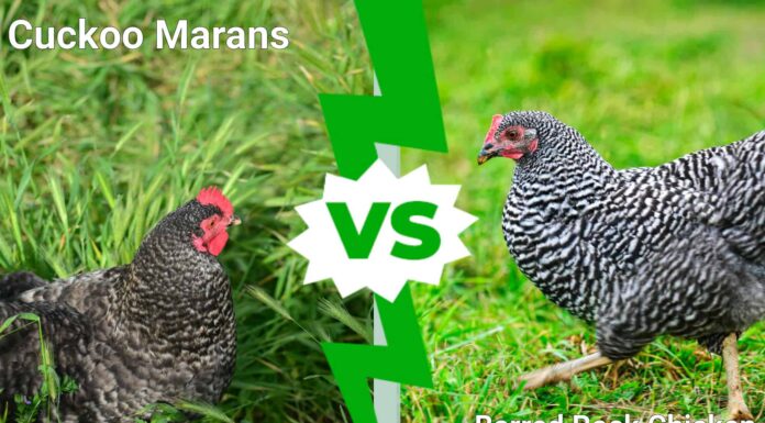 Cuckoo Marans Staring at