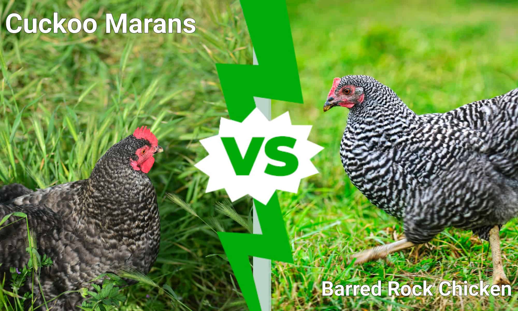 Cuckoo Marans Staring at
