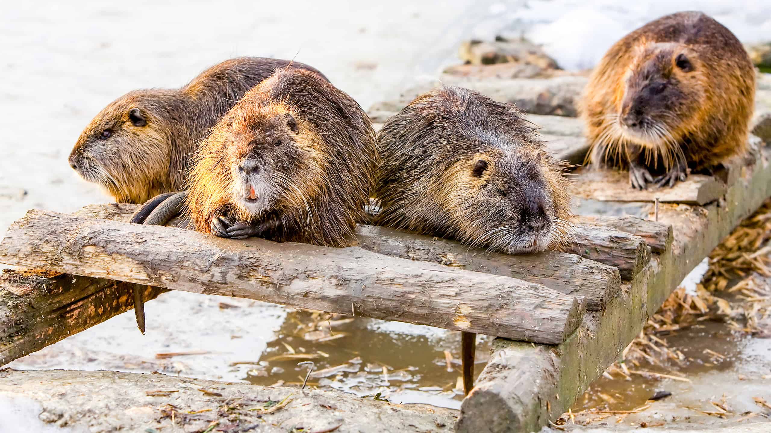 Come si chiama un gruppo di castori?