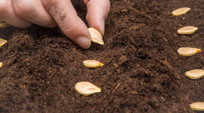 Cosa devono sapere i giardinieri del Michigan questa primavera
