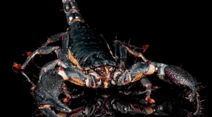Deathstalker Scorpion in the Negev Desert, Israel