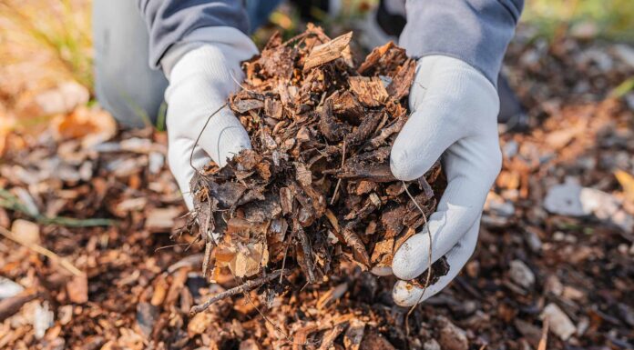 13 fiori da piantare a maggio
