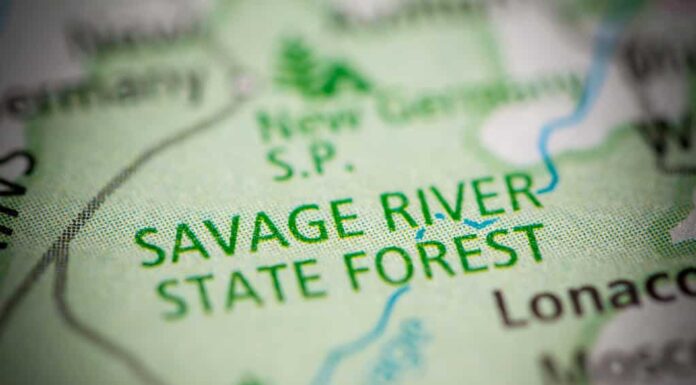 Scopri la foresta più grande del Maryland (e ciò che vive al suo interno)
