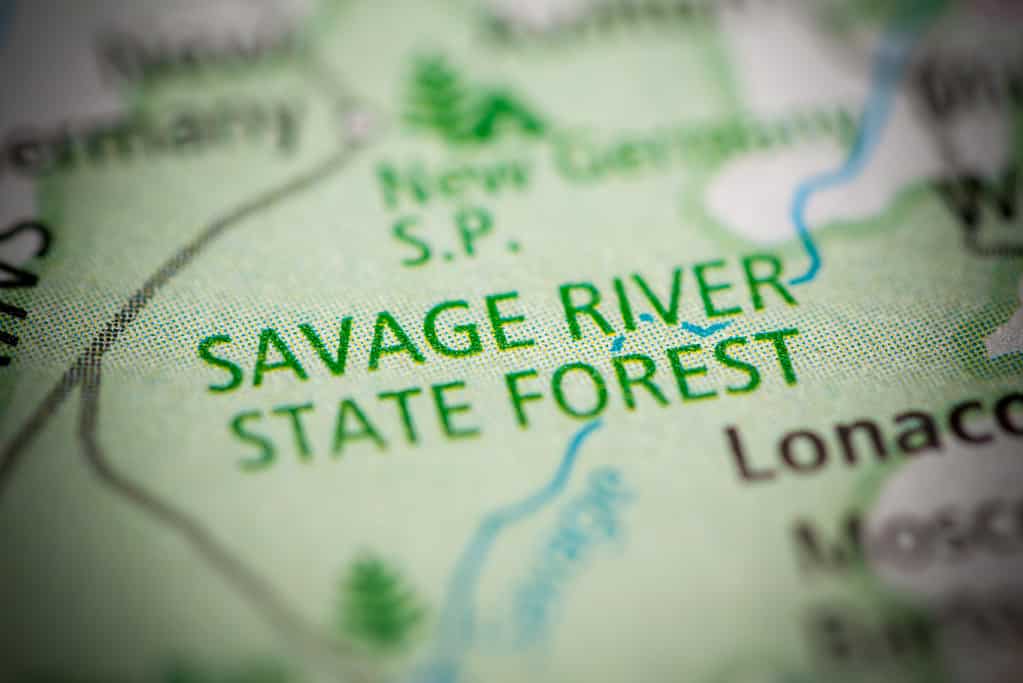 Scopri la foresta più grande del Maryland (e ciò che vive al suo interno)