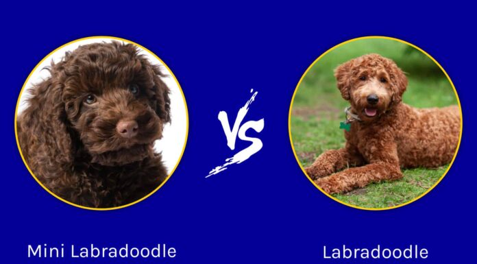 Mini Labradoodle contro Labradoodle
