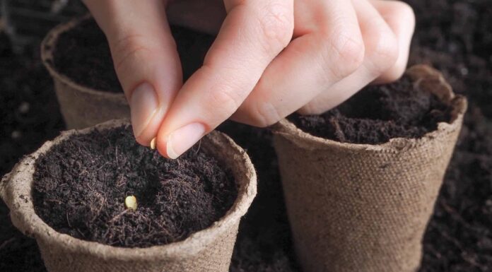 Cosa piantare a maggio: la guida completa
