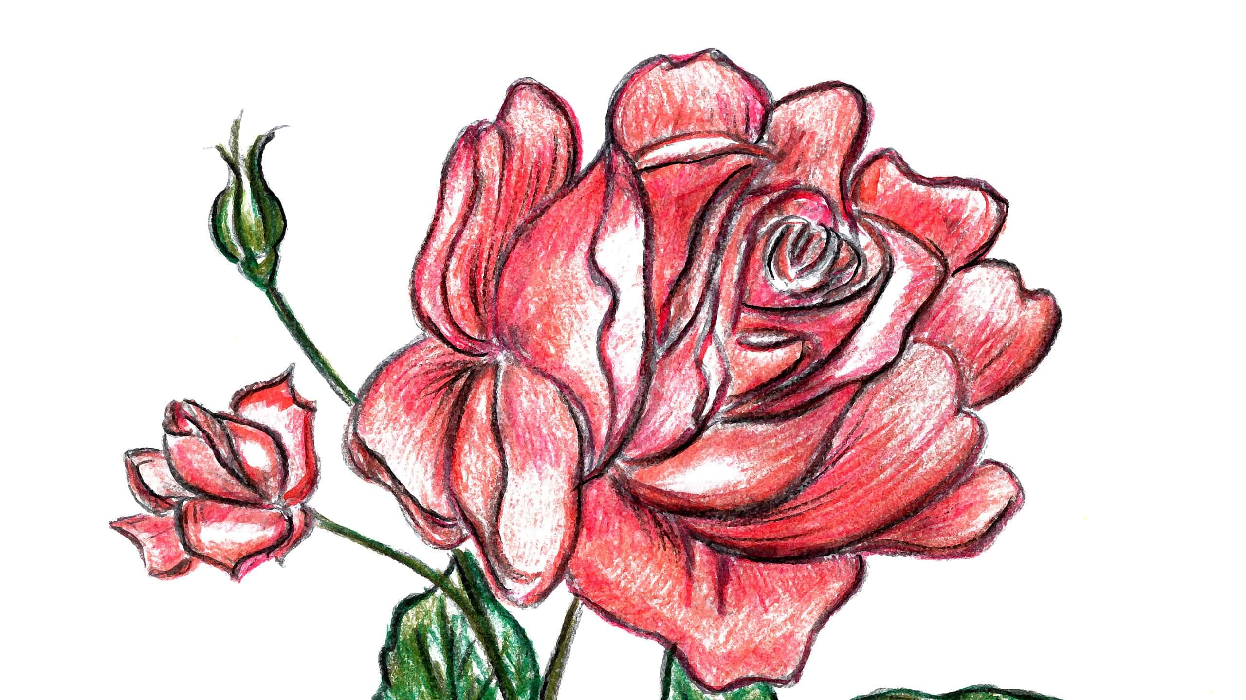 Come disegnare rose