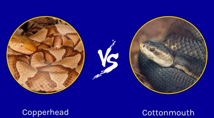 Mississippi Melee: chi vince in una lotta tra Copperhead e Cottonmouth nello stato di Magnolia?
