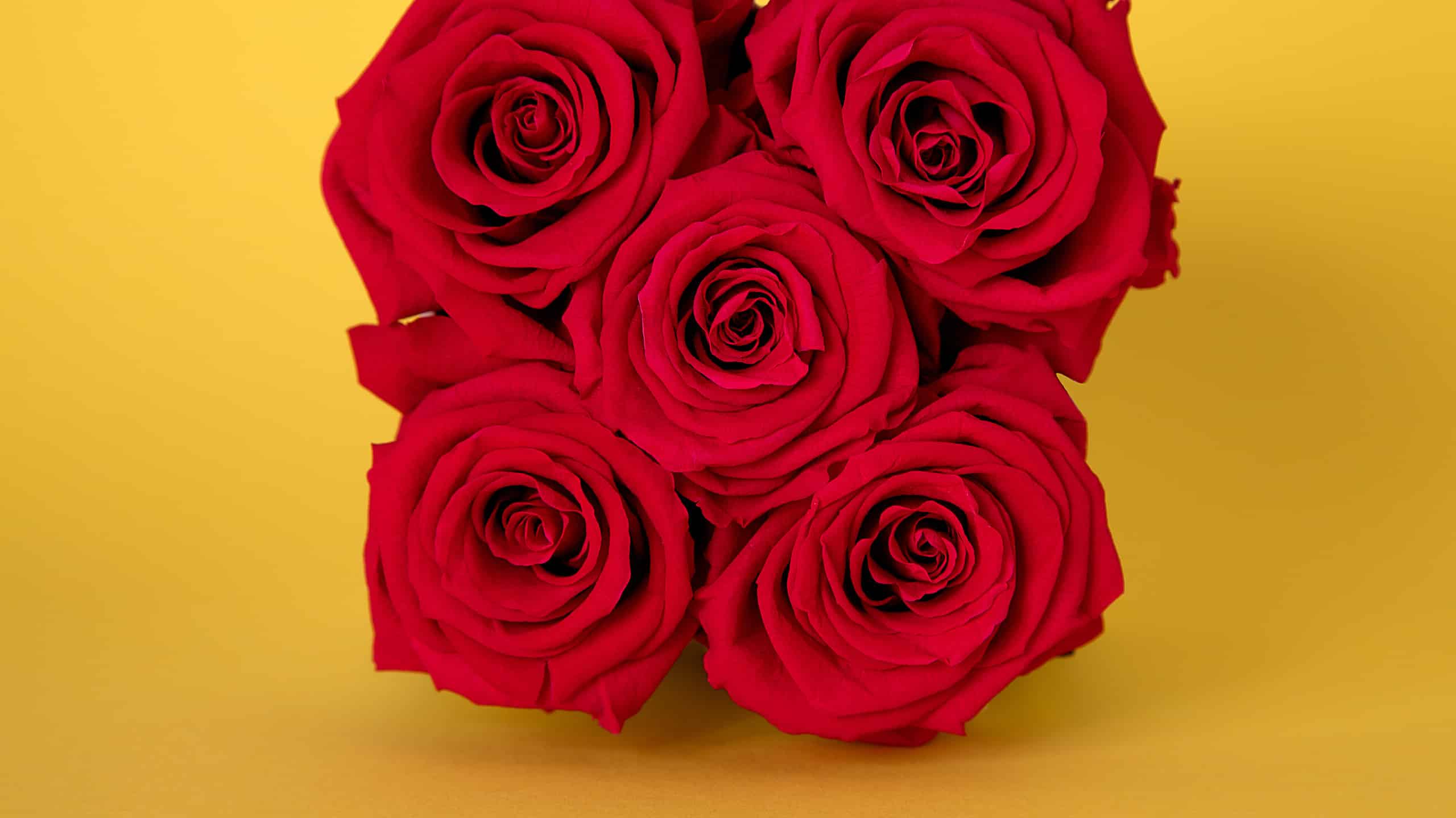 Venus Et Fleur Vs Million Roses: 4 differenze chiave da conoscere