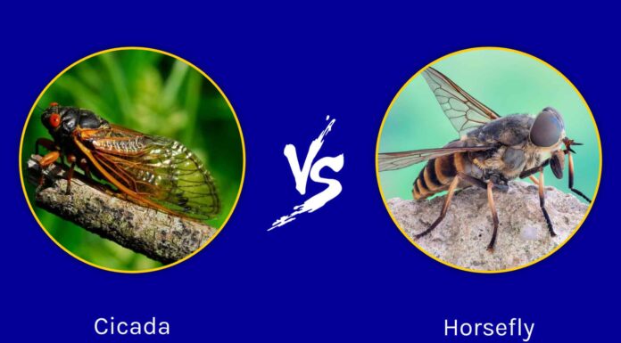 Cicala contro Tafano
