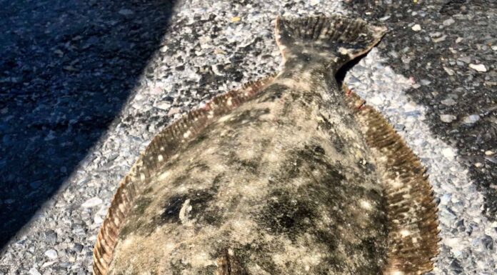 7 tipi di pesce piatto classificati per dimensione
