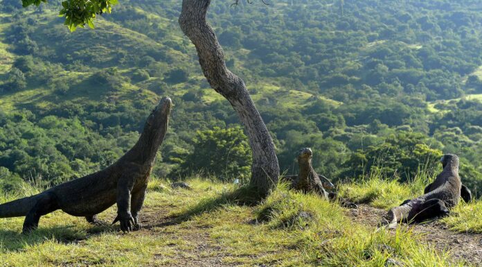 Guarda questo incredibile drago di Komodo andare in volo e strappare un pipistrello da un albero
