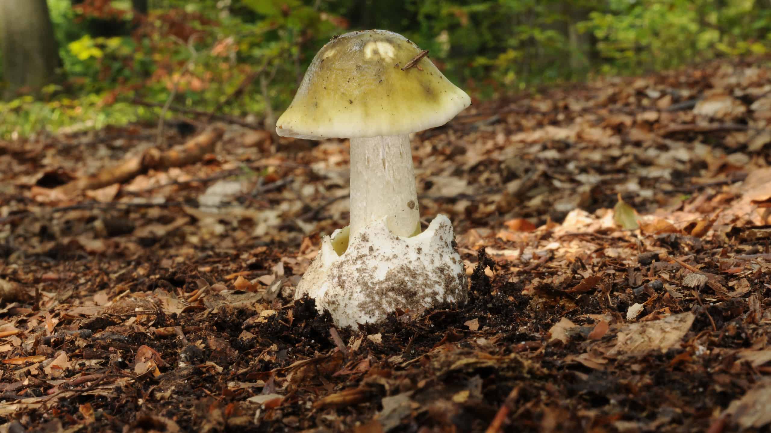 Funghi Death Cap contro funghi Puffball: 7 differenze chiave