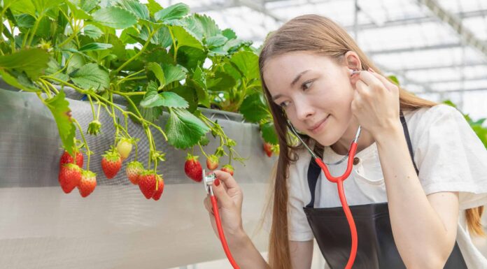  Strano ma vero!  Un nuovo studio mostra che le piante possono emettere suoni quando sono stressate... Sì, le piante!
