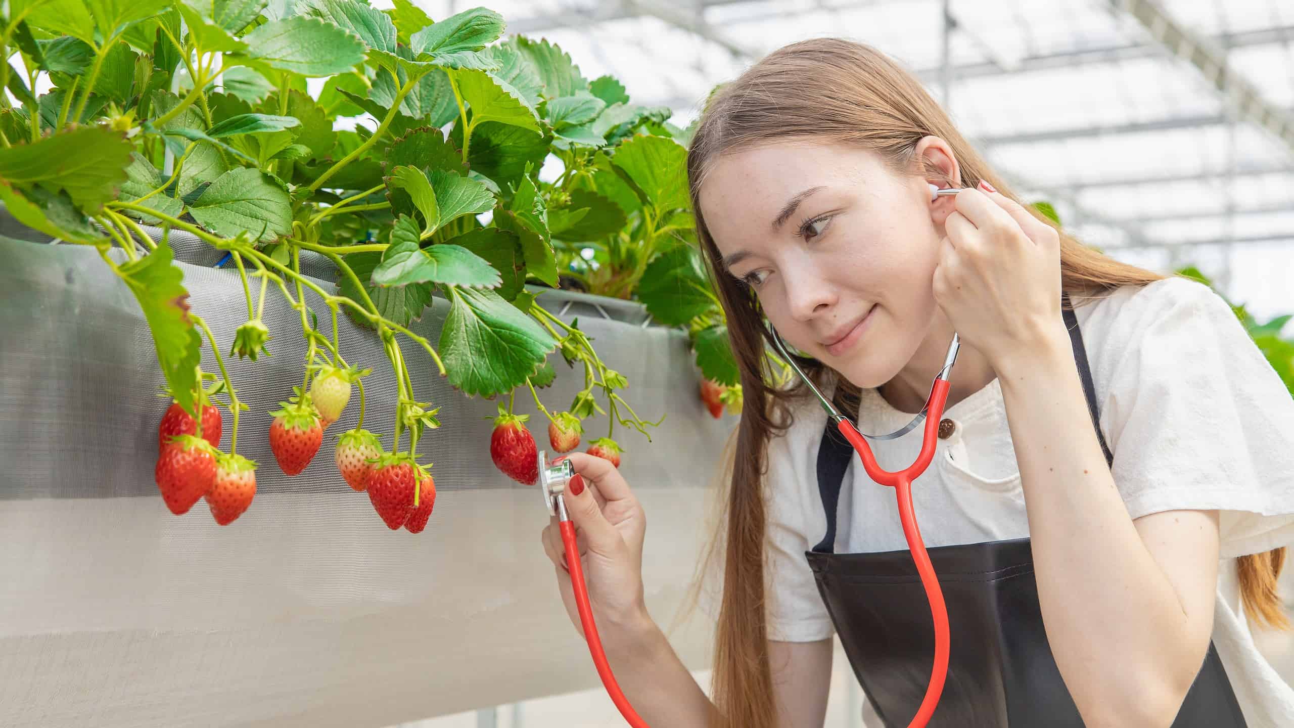 Strano ma vero!  Un nuovo studio mostra che le piante possono emettere suoni quando sono stressate... Sì, le piante!