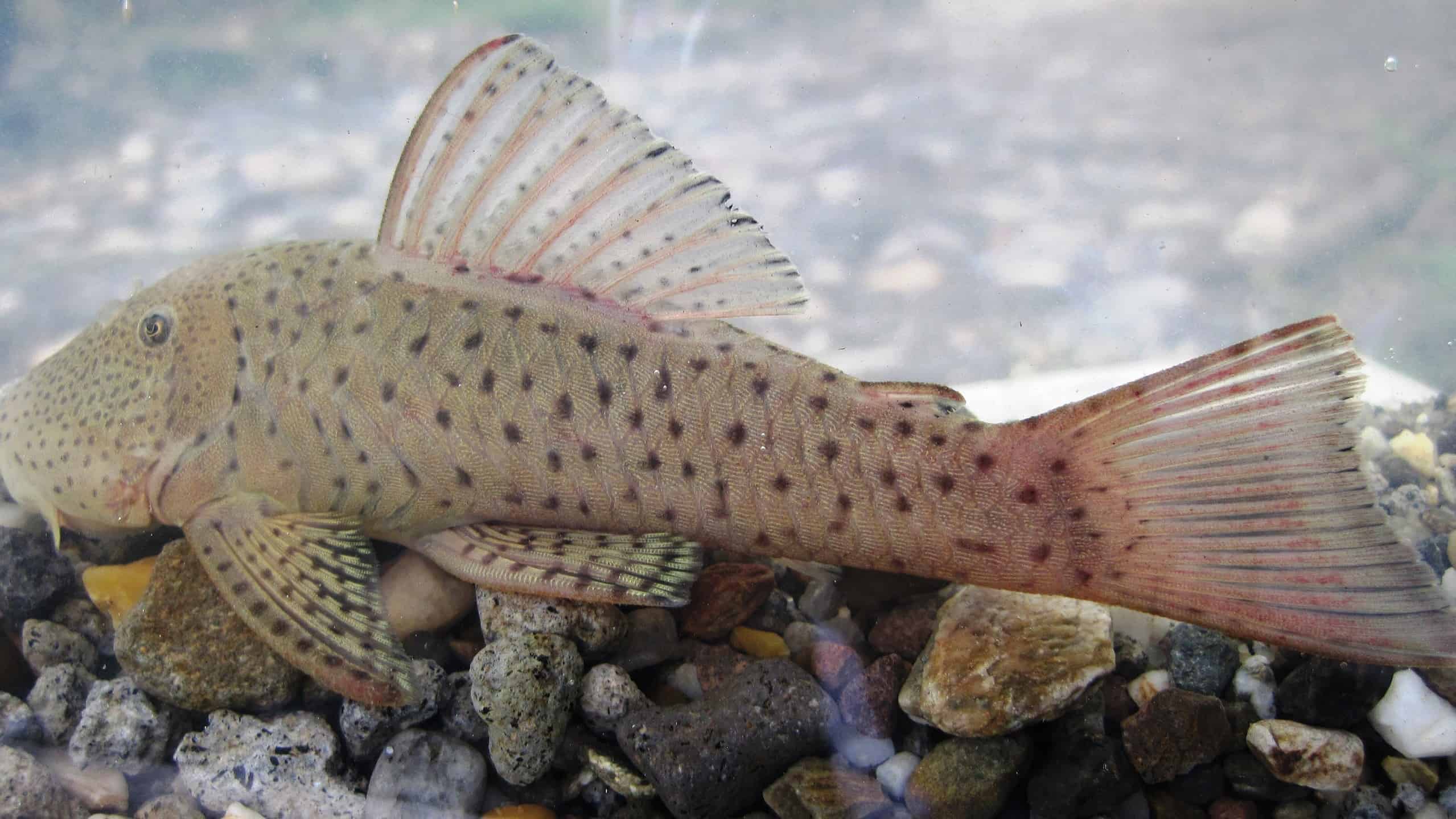 12 tipi di pesce pollone classificati per dimensione