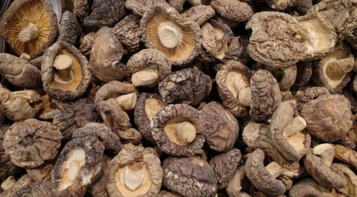 Come conservare i funghi shiitake
