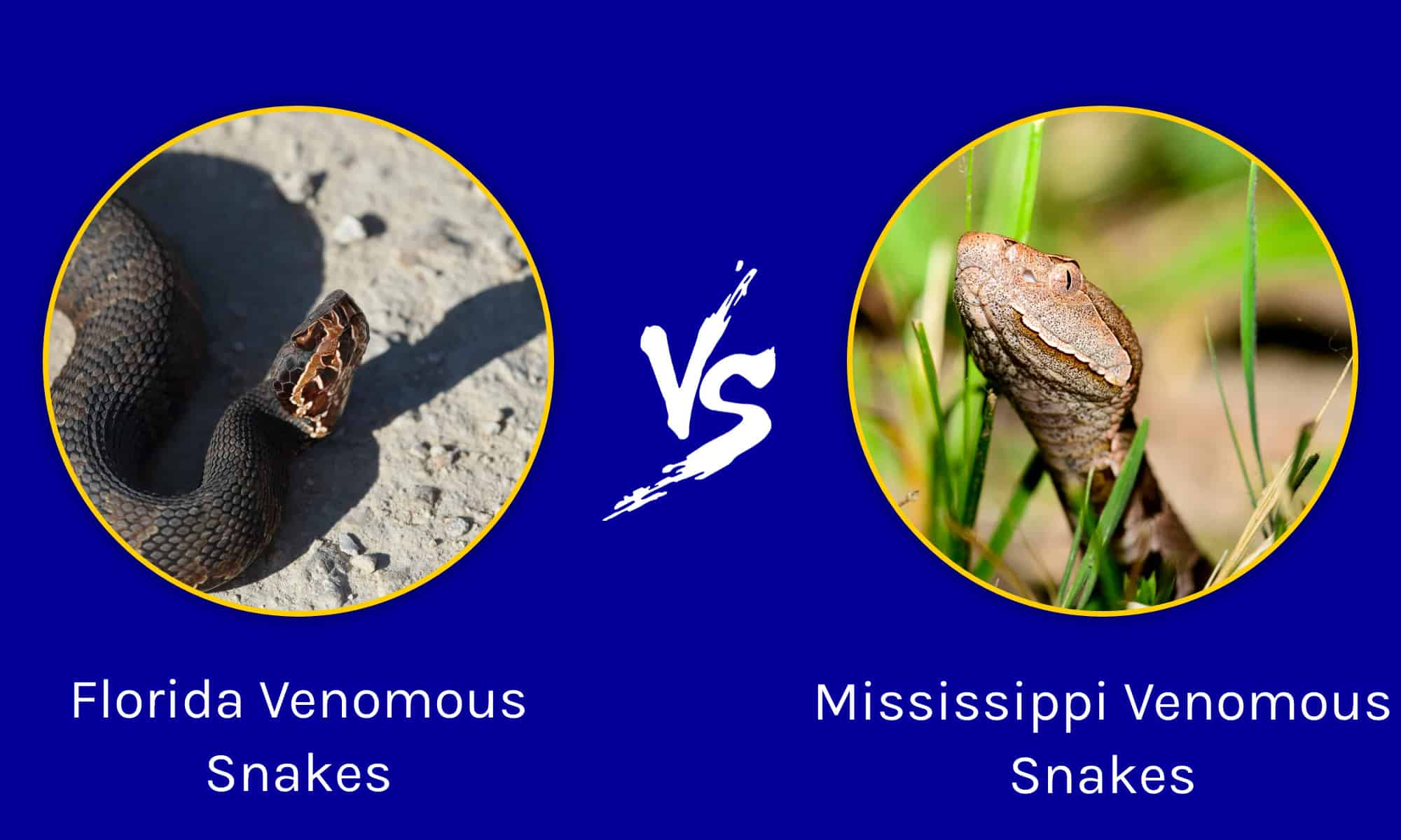 Florida vs Mississippi: quale stato ha più serpenti velenosi?