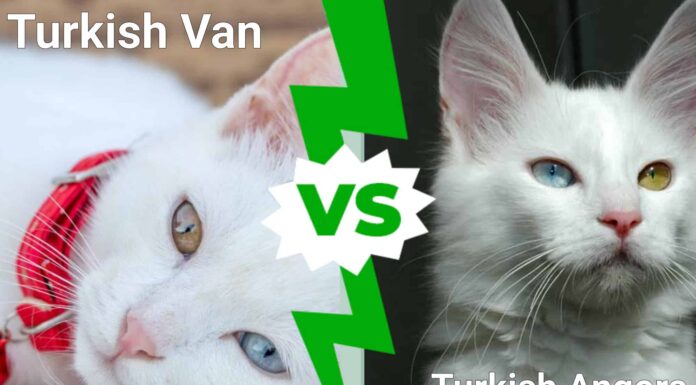 Furgone turco contro angora turco
