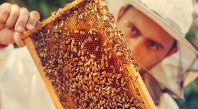 Scopri l'insetto ufficiale dello stato del New Jersey
