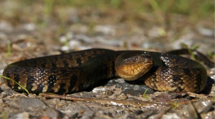 Serpenti d'acqua nel Kentucky: incontra i 7 tipi che nuotano nello stato di Bluegrass
