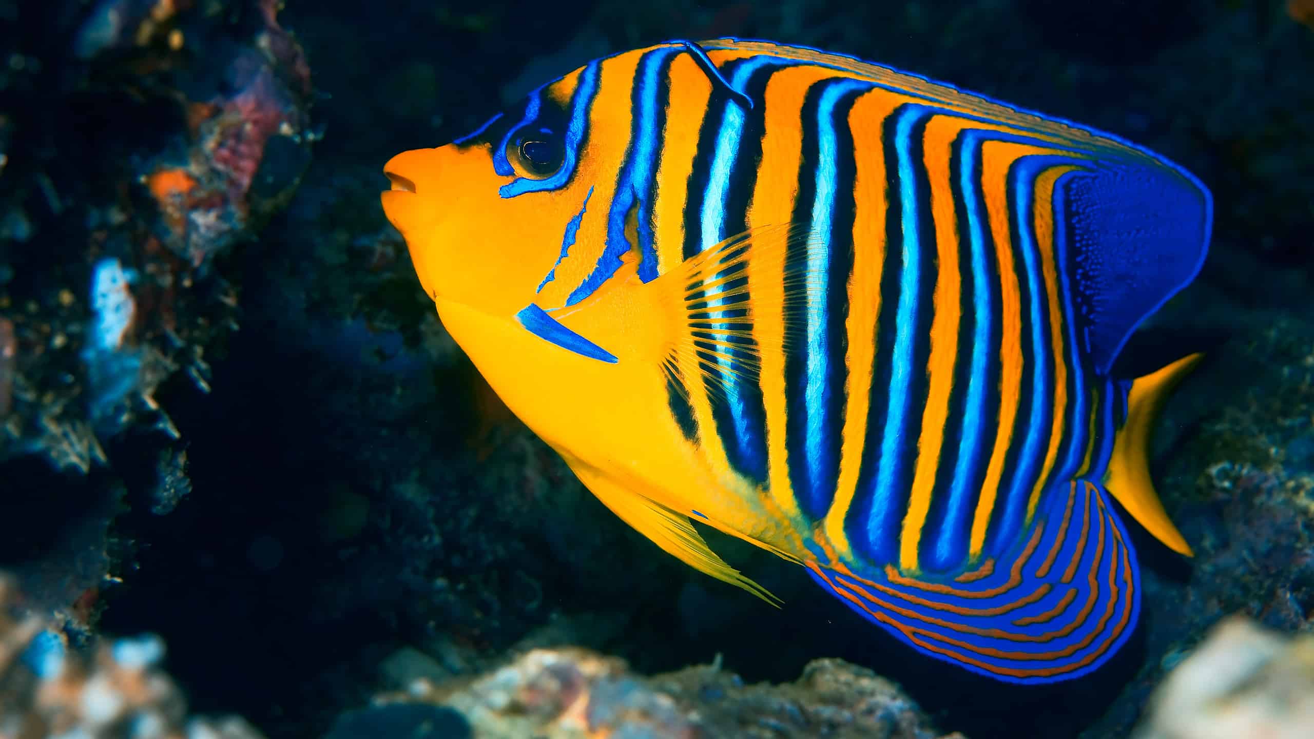 Che tipo di pesce è la passera de "La sirenetta"?