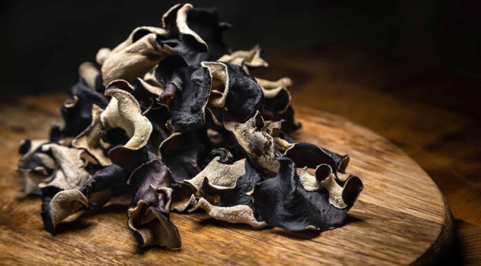 Come essiccare i funghi
