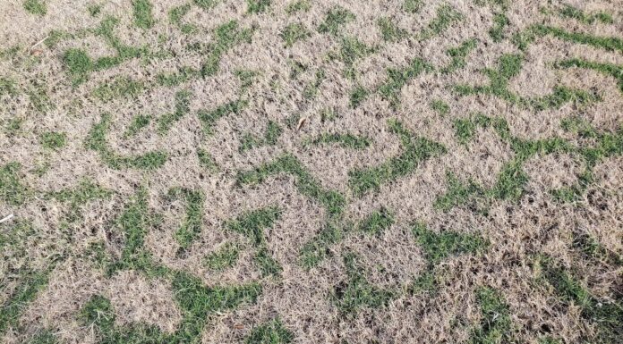 Erba dormiente contro erba morta: tre modi per individuare le differenze
