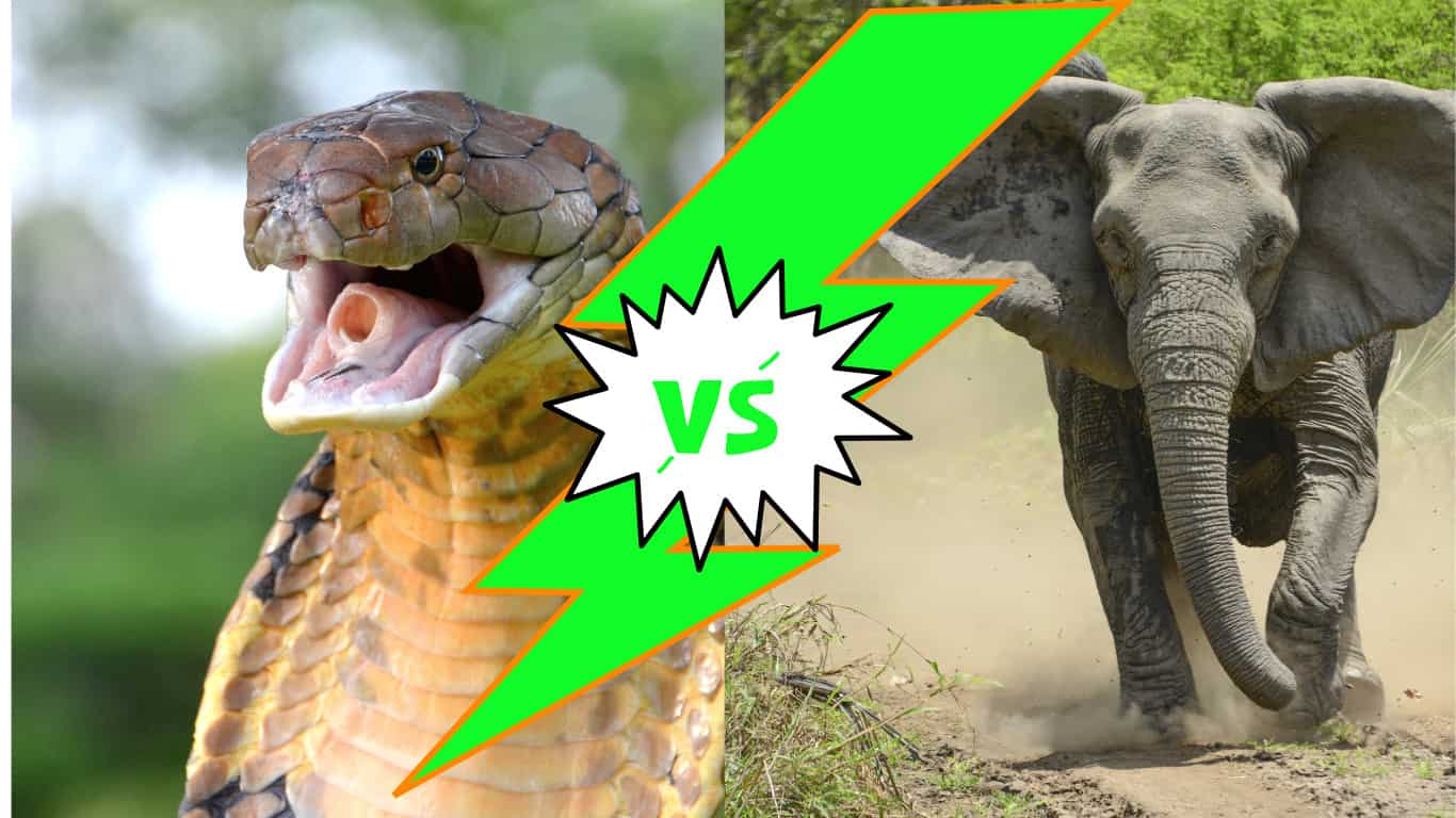 King Cobra vs Elephant: il serpente velenoso può abbattere l'enorme animale in un combattimento?