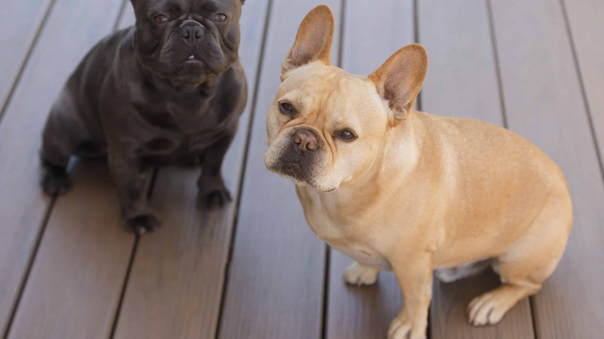 Scopri i 7 tipi più costosi di Bulldog francesi