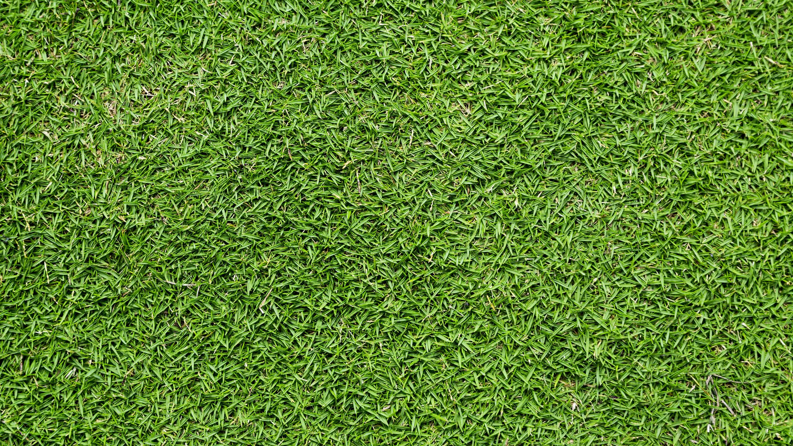 Tifway 419 Bermuda Grass: vantaggi, svantaggi e altro