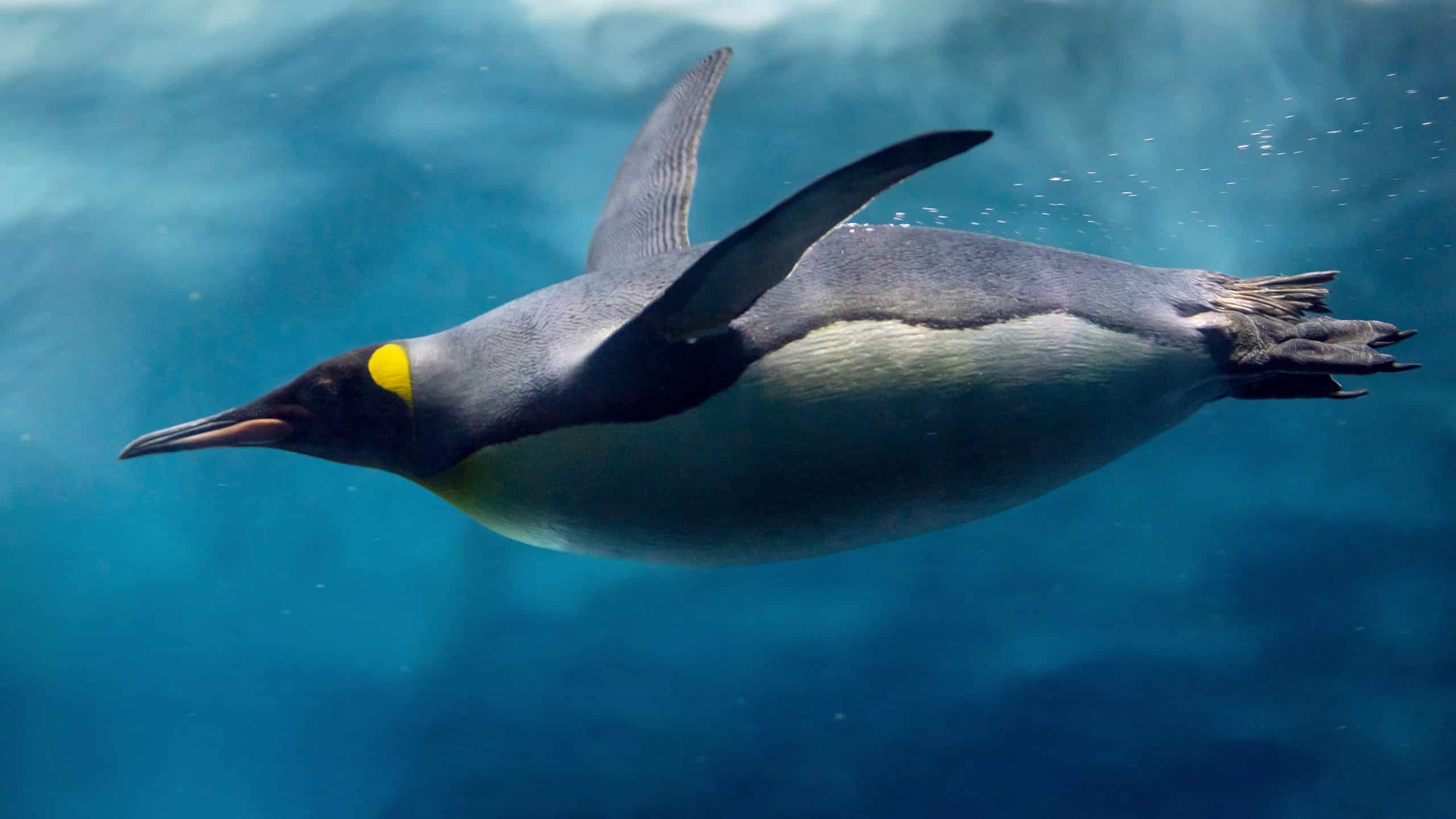 Per quanto tempo i pinguini possono trattenere il respiro sott'acqua?