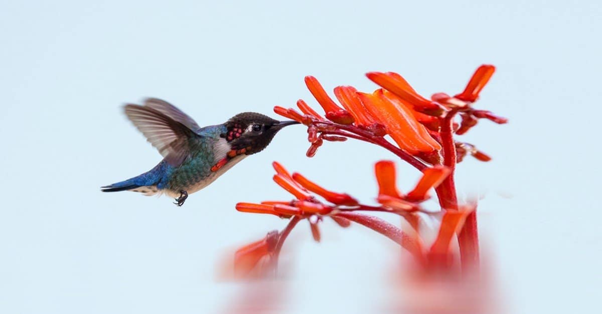 Incontra il colibrì delle api, il colibrì più piccolo del mondo￼