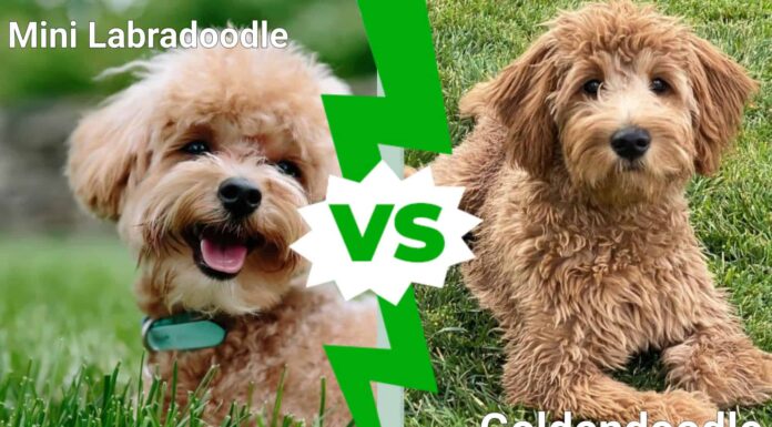 Mini Labradoodle contro Goldendoodle
