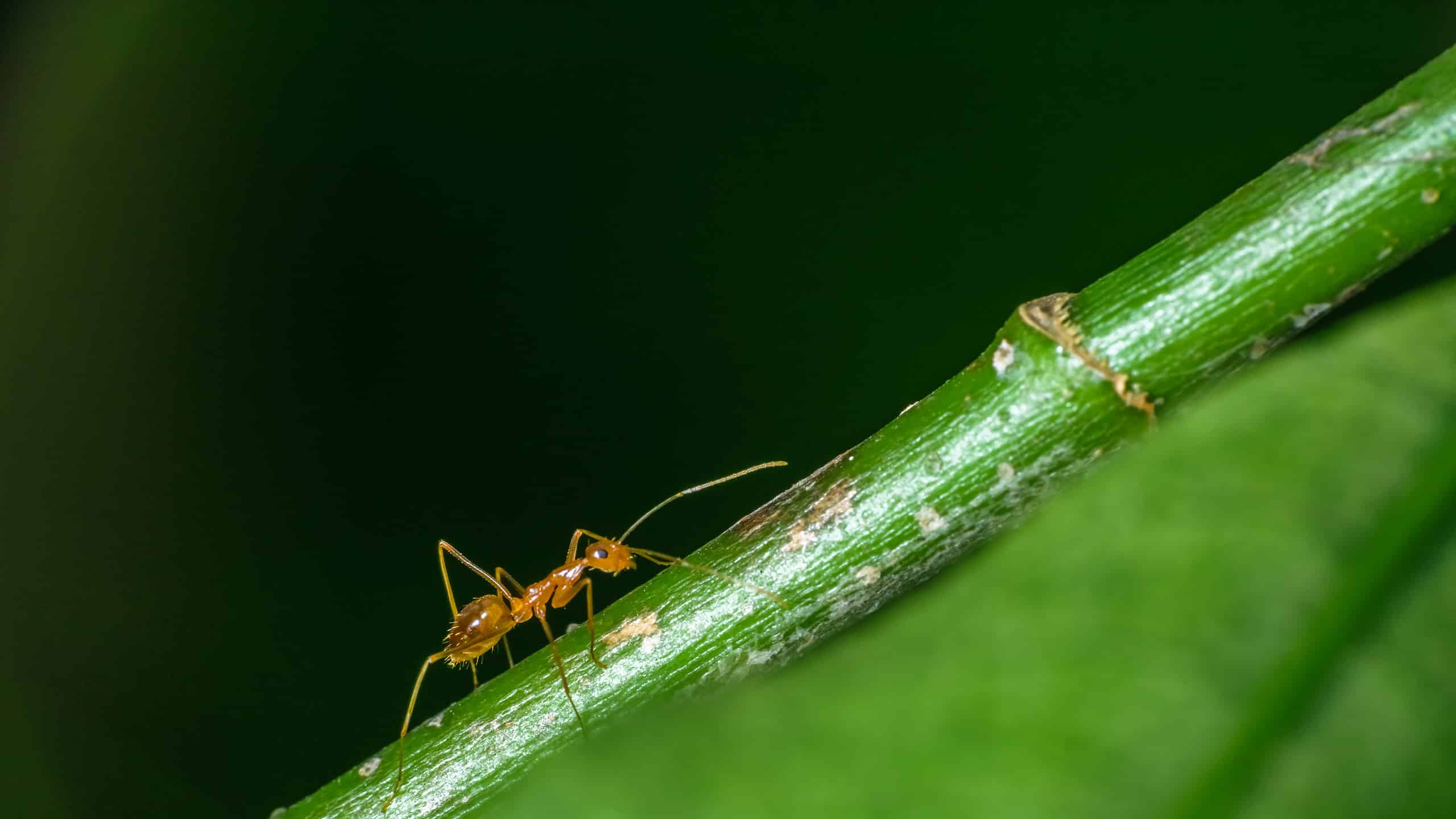 Scopri i 7 tipi di formiche che emergeranno in Ohio quest'estate