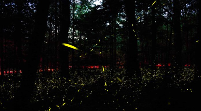 Lucciole sincrone: dove e quando puoi vederle
