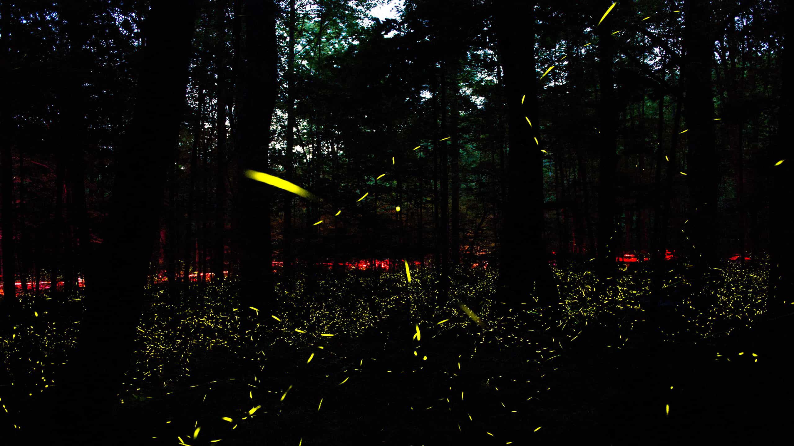 Lucciole sincrone: dove e quando puoi vederle