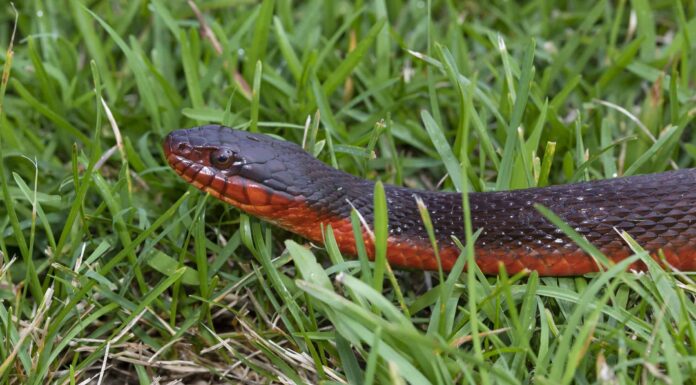 Ci sono serpenti d'acqua in Nevada?
