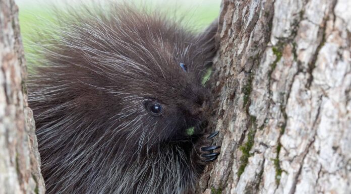 I porcospini possono arrampicarsi sugli alberi?

