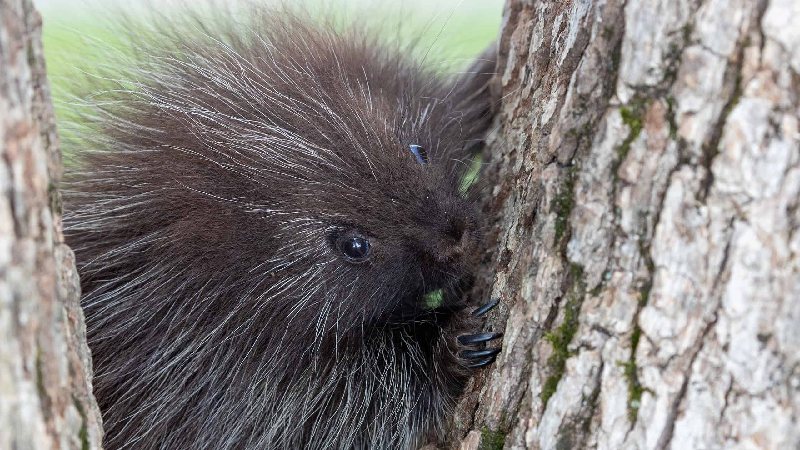 I porcospini possono arrampicarsi sugli alberi?
