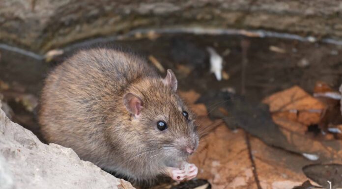 Scopri 7 roditori che corrono selvaggi in Texas
