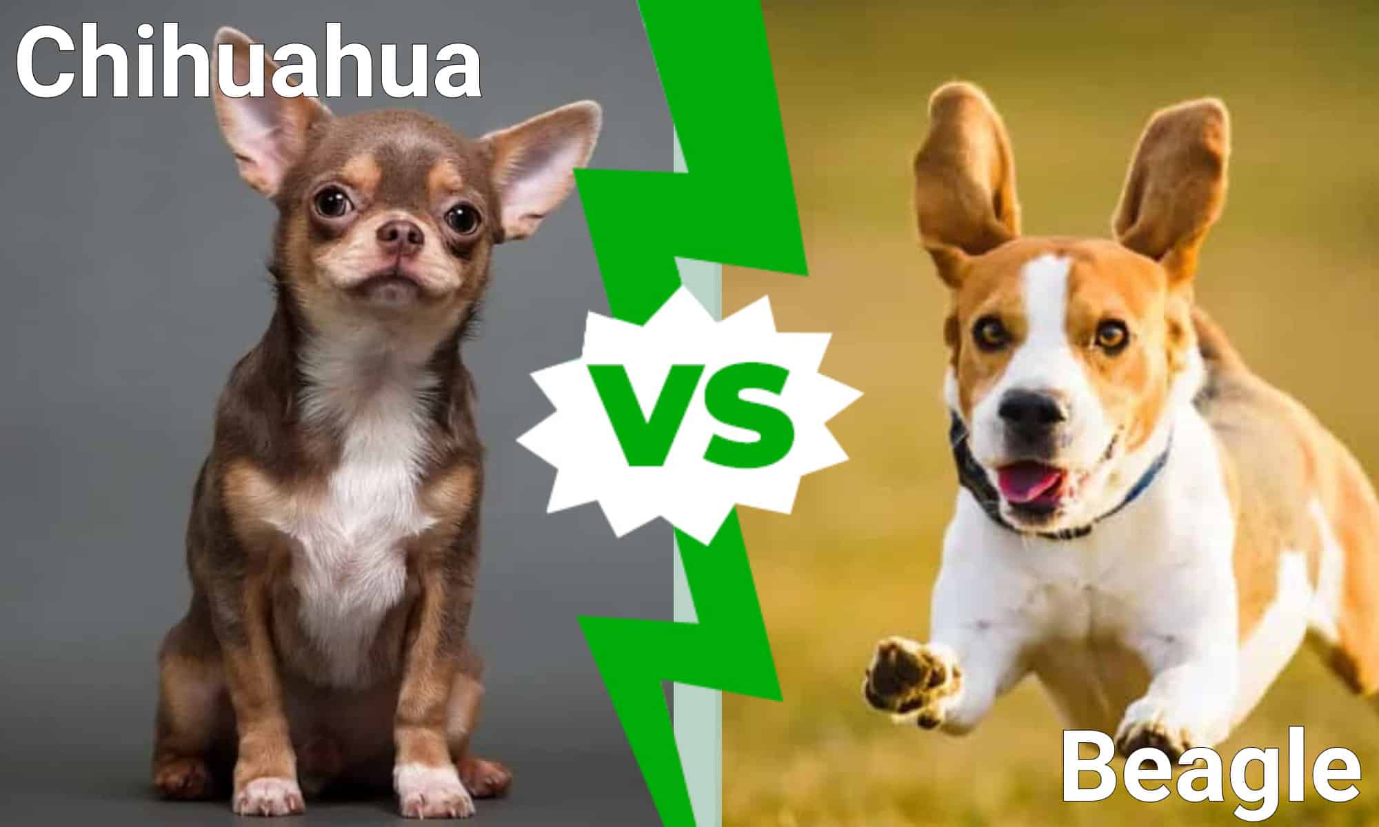 I cani più carini del mondo: Chihuahua vs.  Beagle