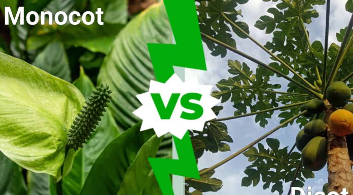 Monocot vs Dicot: differenze chiave ed esempi per aiutarti a ricordare
