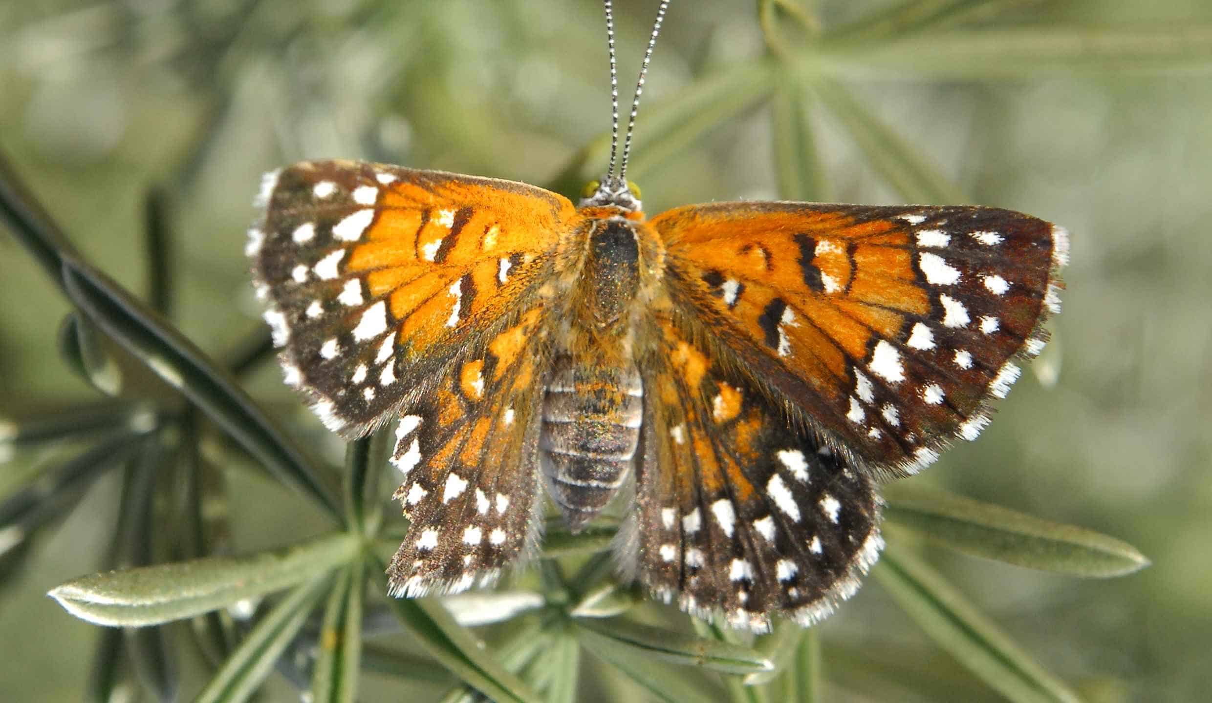 Scopri le 6 farfalle più rare che svolazzano negli Stati Uniti