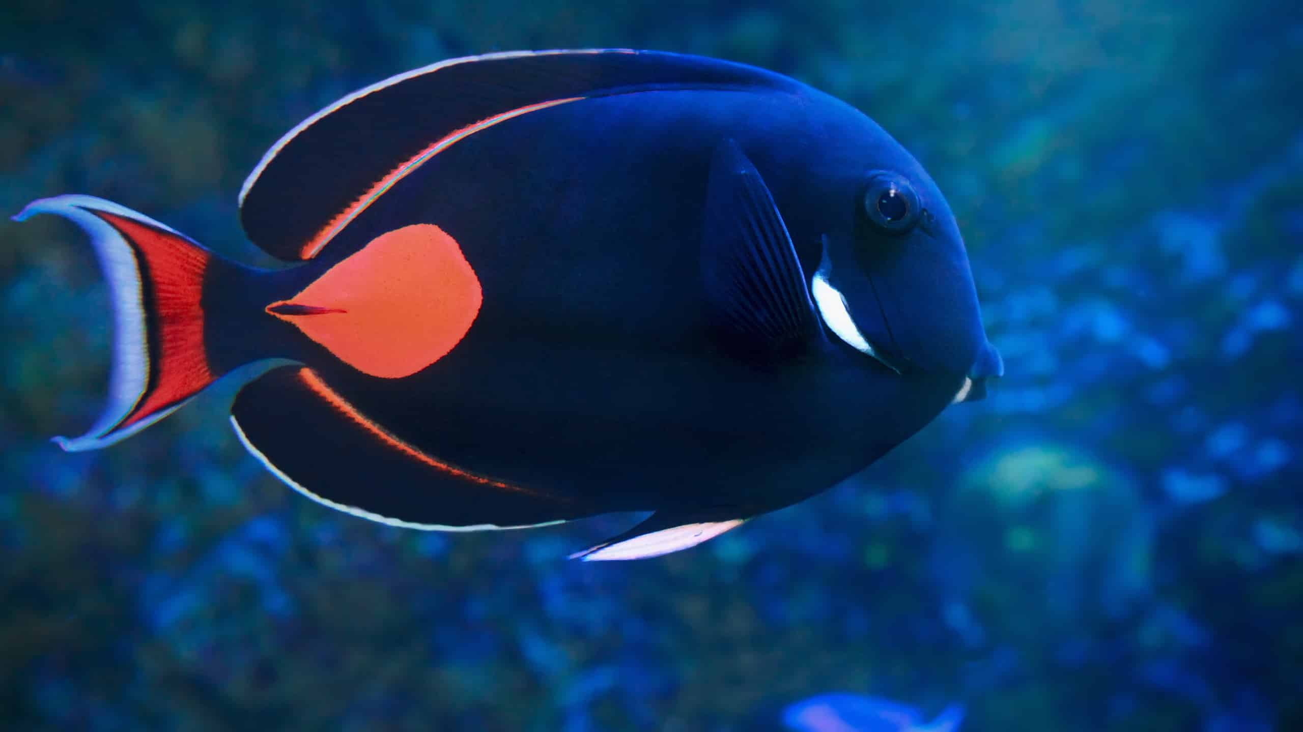 7 tipi di pesci Tang: una guida sulla selezione, l'allevamento e la cura dei tuoi pesci