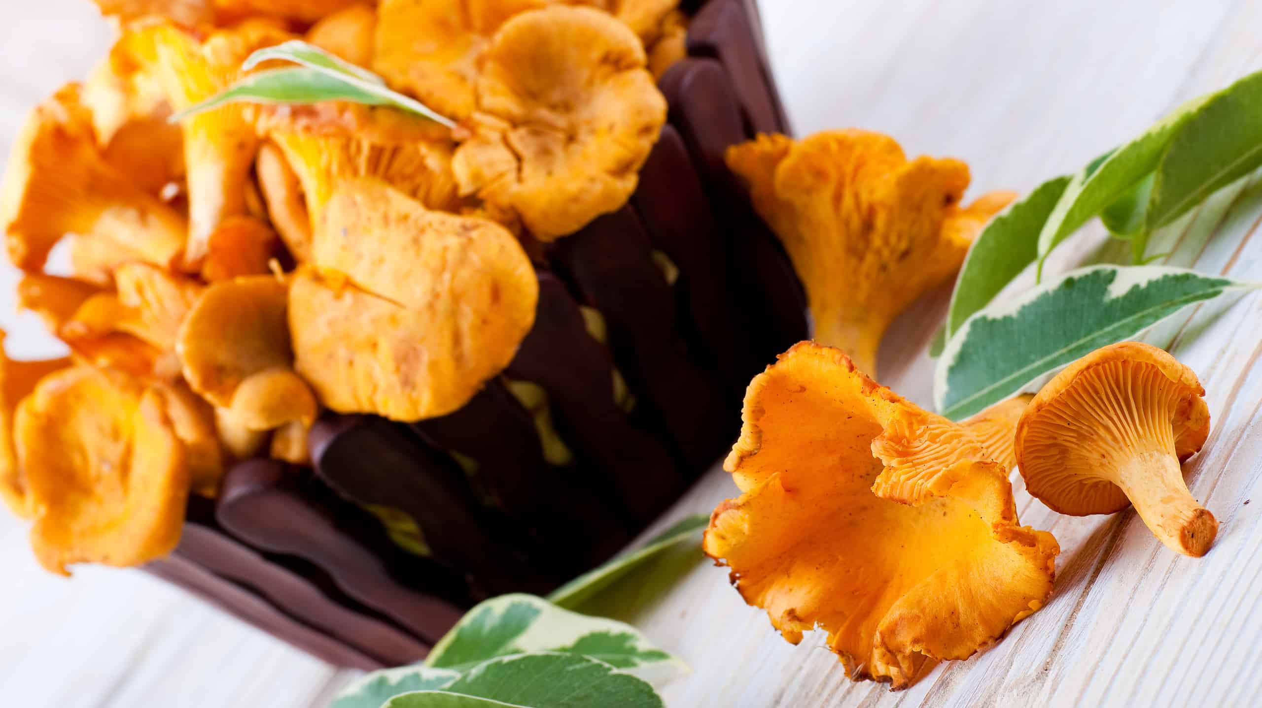 3 funghi che sembrano finferli