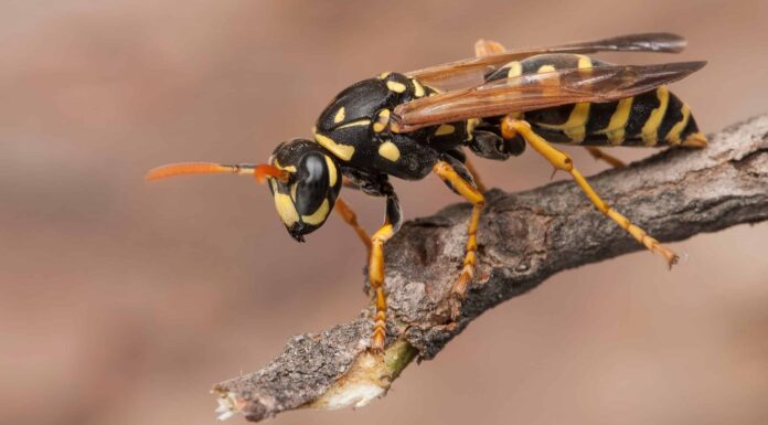 5 insetti con le punture più dolorose
