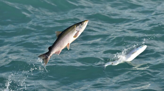 6 tipi di salmone e le loro caratteristiche distintive
